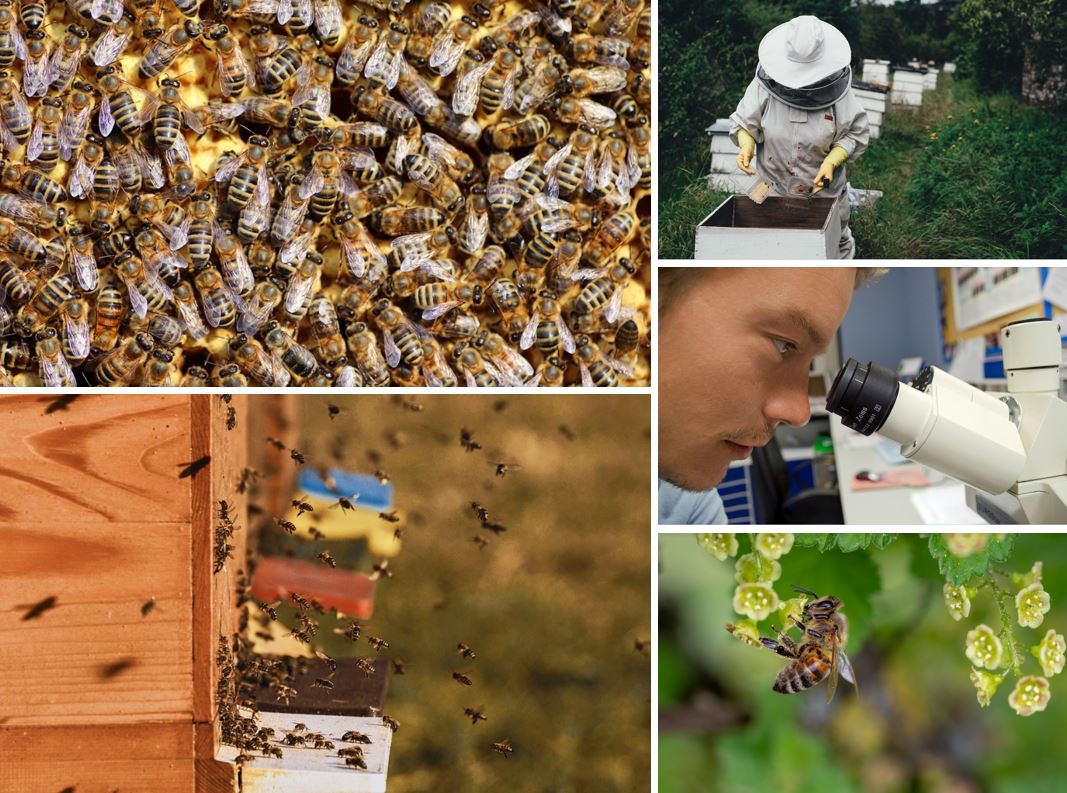 GAW Beefluencer Bee Research Park Graz University